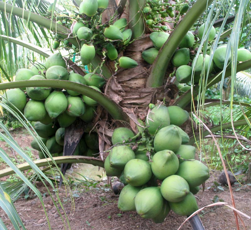khoảng cách trồng dừa
