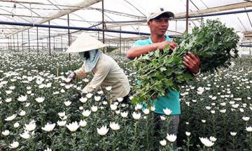Nông nghiệp Lâm Đồng, Nghệ An bứt phá nhờ nhà đầu tư Nhật