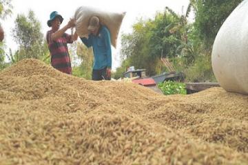 Thượng hiệu gạo Việt Nam sẽ được bảo hộ quốc tế