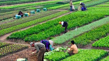 Nông nghiệp hữu cơ được Nhà nước dành nhiều hỗ trợ