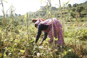 Ấn Độ có số người sản xuất nông nghiệp hữu cơ lớn nhất thế giới