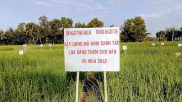 Từ chuyện 'gạo Việt' nghĩ về nông nghiệp hữu cơ