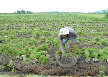 An Giang: Mô hình trồng rau sạch của người phụ nữ Khmer