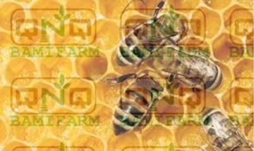 Mật ong hoa cà phê