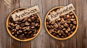 Chuyện về cây cà phê ở Ba Vì (Bài 1): Người đầu tiên trồng cà phê trên núi Ba Vì