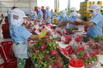 Trung Quốc không còn là thị trường dễ tính của nông sản Việt