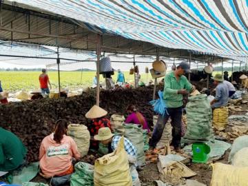 Giải cứu hay giải pháp cho nông sản Việt?
