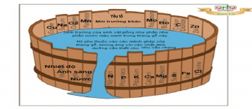 Cân bằng dinh dưỡng - Nguyên lý cái thùng gỗ