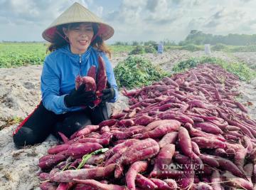 Có 3 thứ không được tồn dư trên khoai lang tím của Việt Nam khi xuất khẩu sang Trung Quốc
