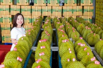 Sầu riêng Việt Nam xuất khẩu sẽ có tiêu chuẩn quốc gia nghiêm khắc