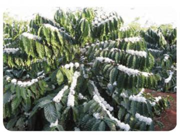 Canh tác cà phê bền vững