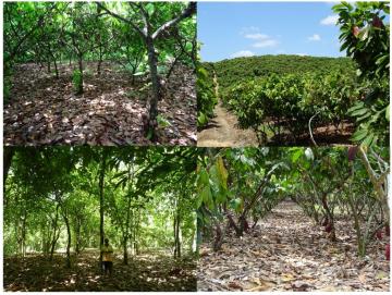A GLOBAL REVIEW OF  COCOA FARMING  SYSTEMS