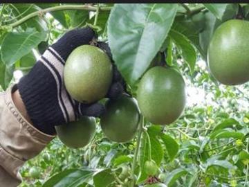 Quy trình trồng chanh leo hữu cơ