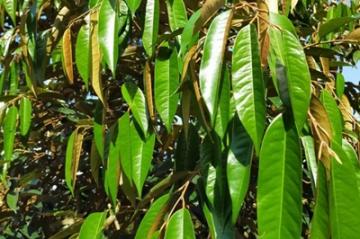 Kỹ thuật tạo bộ lá sầu riêng khỏe mạnh