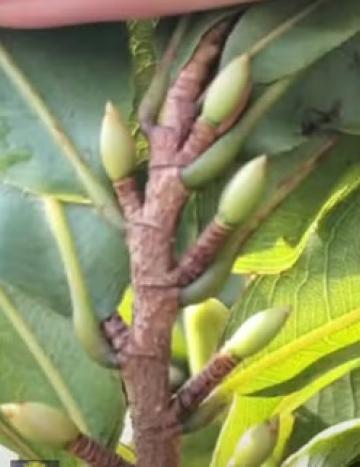 QUY TRÌNH CHĂM SÓC TẠO NỤ VÀ RA HOA MAI VÀNG