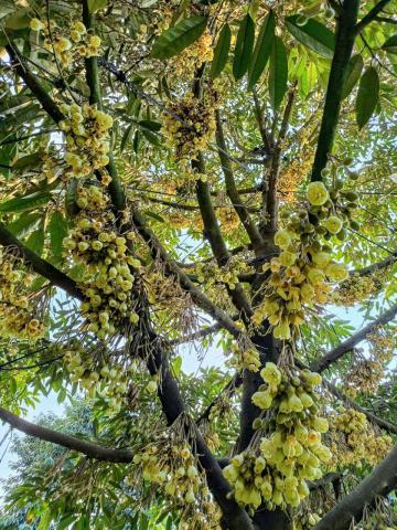 QUY TRÌNH CHĂM SÓC CÂY SẦU RIÊNG RA HOA