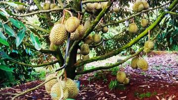 Xuất khẩu sầu riêng bền vững