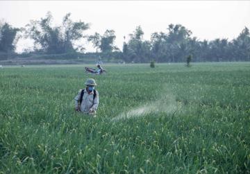 Bổ sung một số loại thuốc phòng trừ sinh vật gây hại trên sầu riêng, thanh long, bưởi